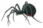 black widow spider